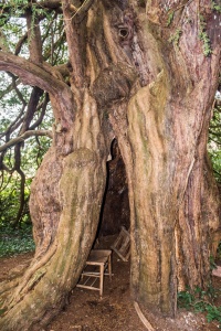 The ancient hollow yew tree