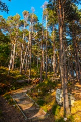 Trails leading through stands of tall trees