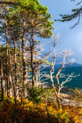 Trees by the loch shore