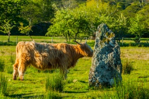 Highland cattle investigating a standing stone