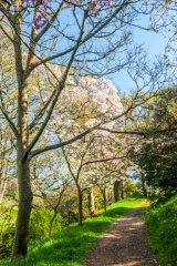 A wooded trail in Spring