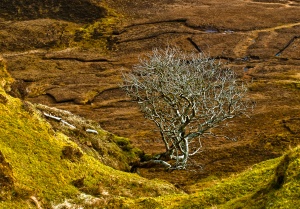 A leafless tree beside the Quiraing trail