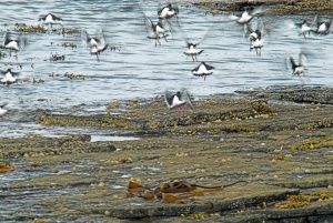 Birds take flight on the shore of Rousay