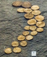Iron Age gaming tokens