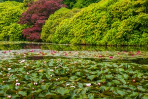 Lily pads add colour to the lakes