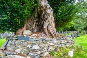 Dafydd ap Gwilym's grave