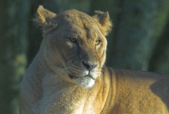 A lioness in the Safari Park at Longleat