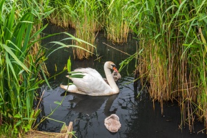 A mother swan and cygnets