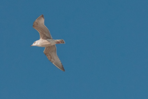 Seabird in flight at Balranald RSPB nature reserve
