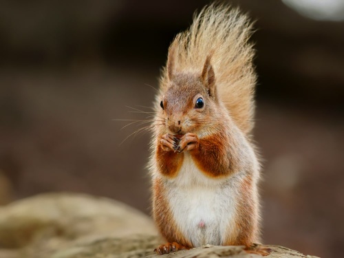 Brownsea Island red squirrel (c) Peter Trimming