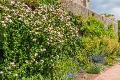 The garden and medieval curtain wall