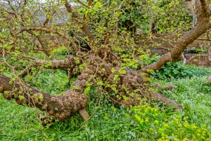 Gainsborough would have known this 400 year old mulberry tree in the garden