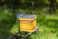 The apiary (bee hives)