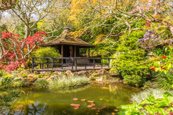 The koi pond and ceremonial teahouse in the Japanese Garden
