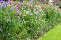 Colourful borders in the walled garden