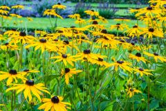 Summer colour in the walled garden