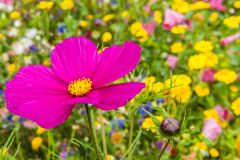 More garden colour in August