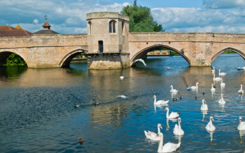Swans on the River Great Ouse at St Ives