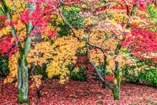 Westonbirt Arboretum at its colourful best