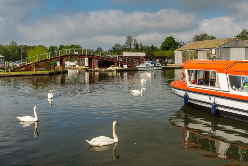 Swans on the River Bure at Wroxham