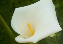 An orchid in the tea shop