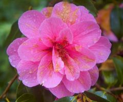Roses after a spring shower