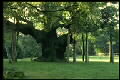 A great oak in Sherwood Forest