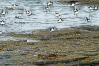 Photo of seabirds on Rousay, Orkney Islands.