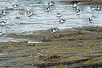 Taking flight, seabirds on Rousay