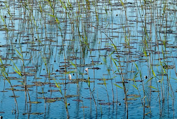 Stock photo of reeds and lilypads in Loch Cill Chriosd, near Broadford, on the Isle of Skye, Scotland. Part of the Britain Express Travel and Heritage Picture Library, Scotland collection.