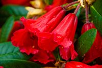 Rhodedendron blossoms glisten with droplets after a Spring shower