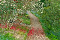 Woodland path strewn with flower petals