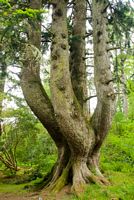 The Ardkinglas Silver Fir, desinated one of Britains top 50 trees