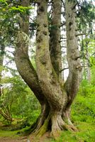 The Ardkinglas Silver Fir, desinated one of Britains top 50 trees