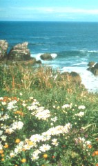 St. Abb's Head