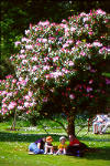 Clyne Gardens