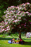 Clyne Gardens