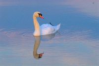 A swan enjoys a paddle on the Thames as evening approaches'