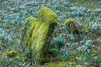 Photo of snowdrops in the churchyard at St Mary church, Great Barrington, Gloucestershire.