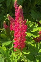 Lupins come out in June