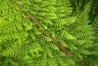 Ferns in the Upper Garden