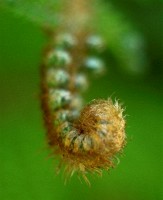 Closeup of a fiddlehead of a fern