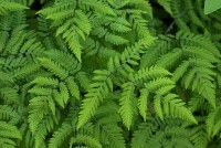 Ferns in the Upper Garden