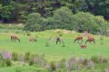 Image of Achaglachgach Stables, Tarbert - Photo #1