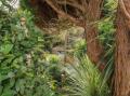 Image of Tall Timbers, Ventnor - Photo #4