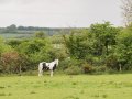 Image of Nestling Barn, Tavistock - Photo #1