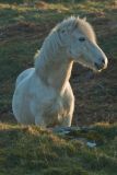 Eriskay pony