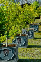 Orange trees in the Cloister Garden