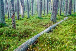 Abernethy Forest