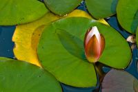 Acorn Bank, Water Lily, Well Garden